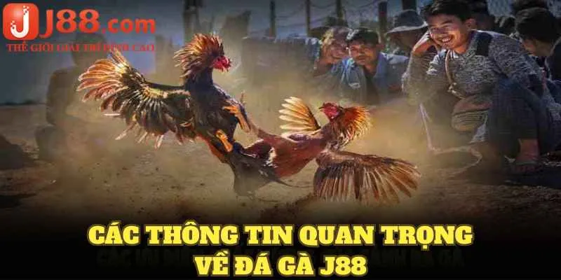 Các thông tin quan trọng về đá gà J88