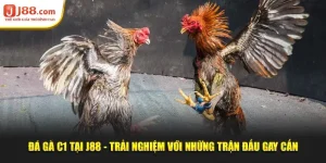 Đá Gà C1 Tại J88 - Trải Nghiệm Với Những Trận Đấu Gay Cấn