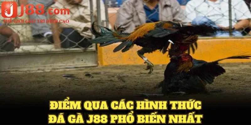 Điểm qua các hình thức đá gà J88 phổ biến nhất