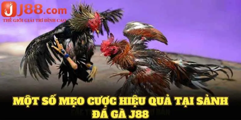 Một số mẹo cược hiệu quả tại sảnh đá gà J88