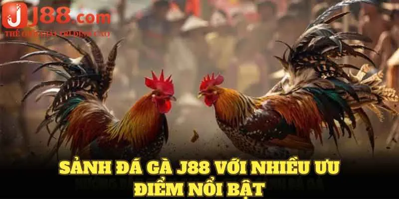 Sảnh đá gà J88 với nhiều ưu điểm nổi bật