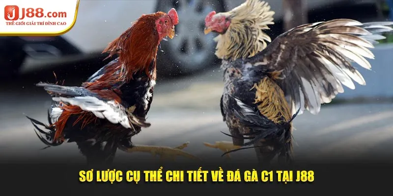 Sơ lược cụ thể chi tiết về đá gà c1 tại J88